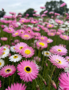 A close-up of Strawflower Helipterum Roseum Mixed by Bishy Barnabees Cottage Garden, showing dense pink and white blooms with yellow centers under a cloudy sky and blurred trees in the background.