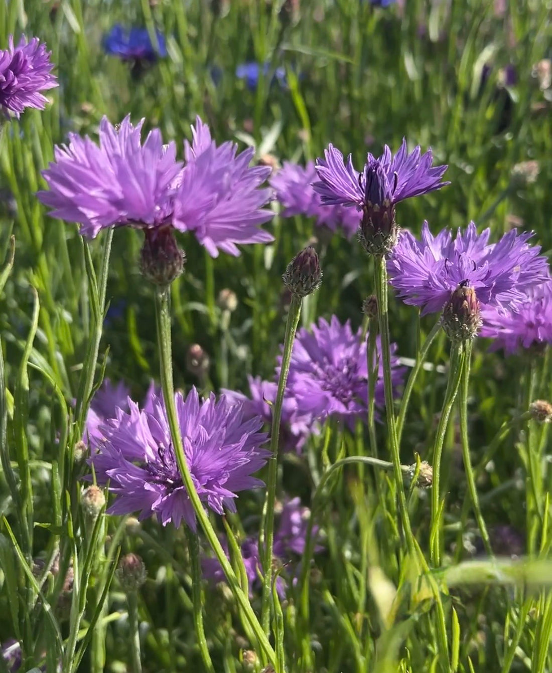 Close-up of Cornflower Mauve Boy by Bishy Barnabees Cottage Garden Ltd—vibrant purple cottage garden flowers blooming in green grass, petals aglow with sunlight and soft, blurred greenery behind.