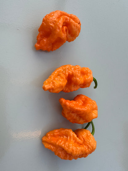 Four vibrant orange Jays Peach Ghost Scorpion chillies on a light blue background.