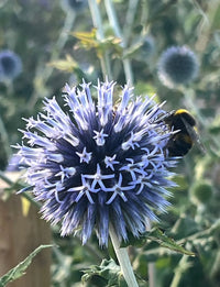 A bumblebee collects nectar from a spiky, light purple Echinops ritro Veitch's Blue flower by Bishy Barnabees Cottage Garden, a hardy perennial grown from Globe Thistle seeds, with blurred blooms and green foliage in the background.