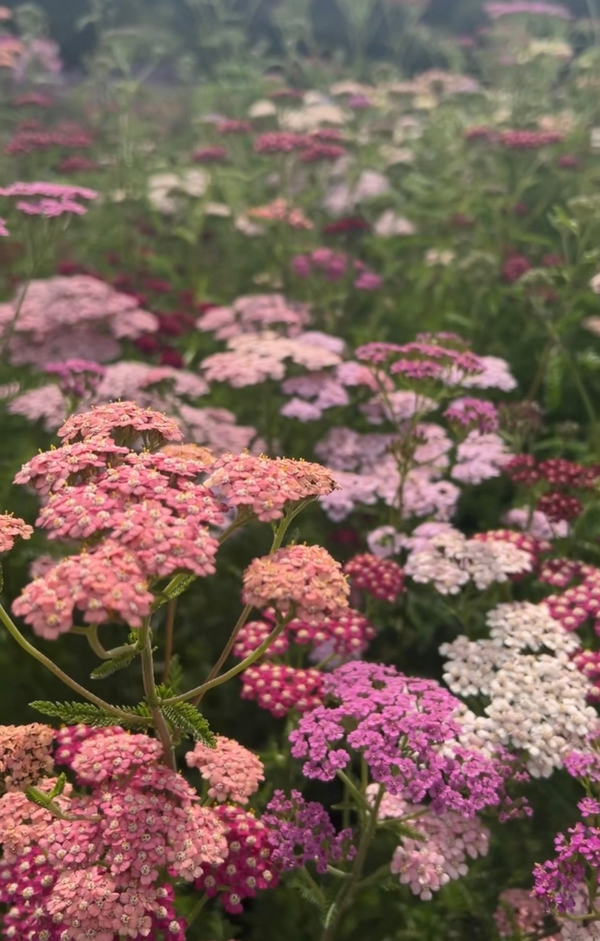 A vibrant field of Achillea Pastel Mixed by Bishy Barnabees Cottage Garden Ltd displays clustered pink, purple, and white blooms with green stems—nature’s border-radius effect brought to life.