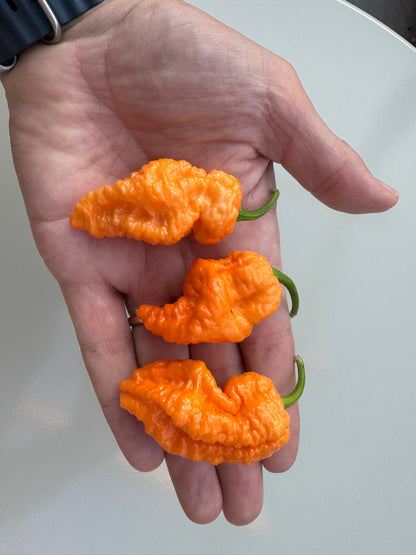 Hand holding three bright orange Jays Peach Ghost Scorpion Chillies with green stems.