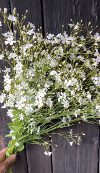 A hand holds a bouquet of delicate white Gypsophila Covent Garden flowers by Bishy Barnabees Cottage Garden, with slender green stems resting on a dark wooden surface.