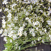 A hand holds a bouquet of delicate white Gypsophila Covent Garden flowers by Bishy Barnabees Cottage Garden, with slender green stems resting on a dark wooden surface.
