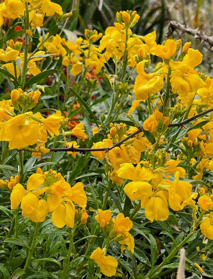 Clusters of bright yellow flowers and green foliage grow densely in the garden from Bishy Barnabees Cottage Garden Wallflower Cloth of Gold seeds, with some buds yet to bloom and a few twigs visible among the leaves.