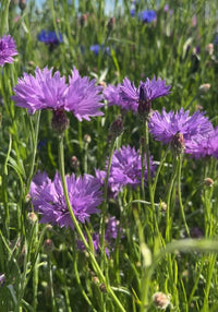 A close-up of Cornflower Mauve Boy by Bishy Barnabees Cottage Garden Ltd shows blooming mauve flowers with slender green stems in a sunlit meadow, with blurred flowers and greenery evoking a cottage garden scene.