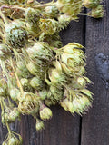 A close-up of Candytuft Dried by Bishy Barnabees Cottage Garden Ltd shows greenish, papery seed pods hanging against a dark wooden background, with some thin stems visible.