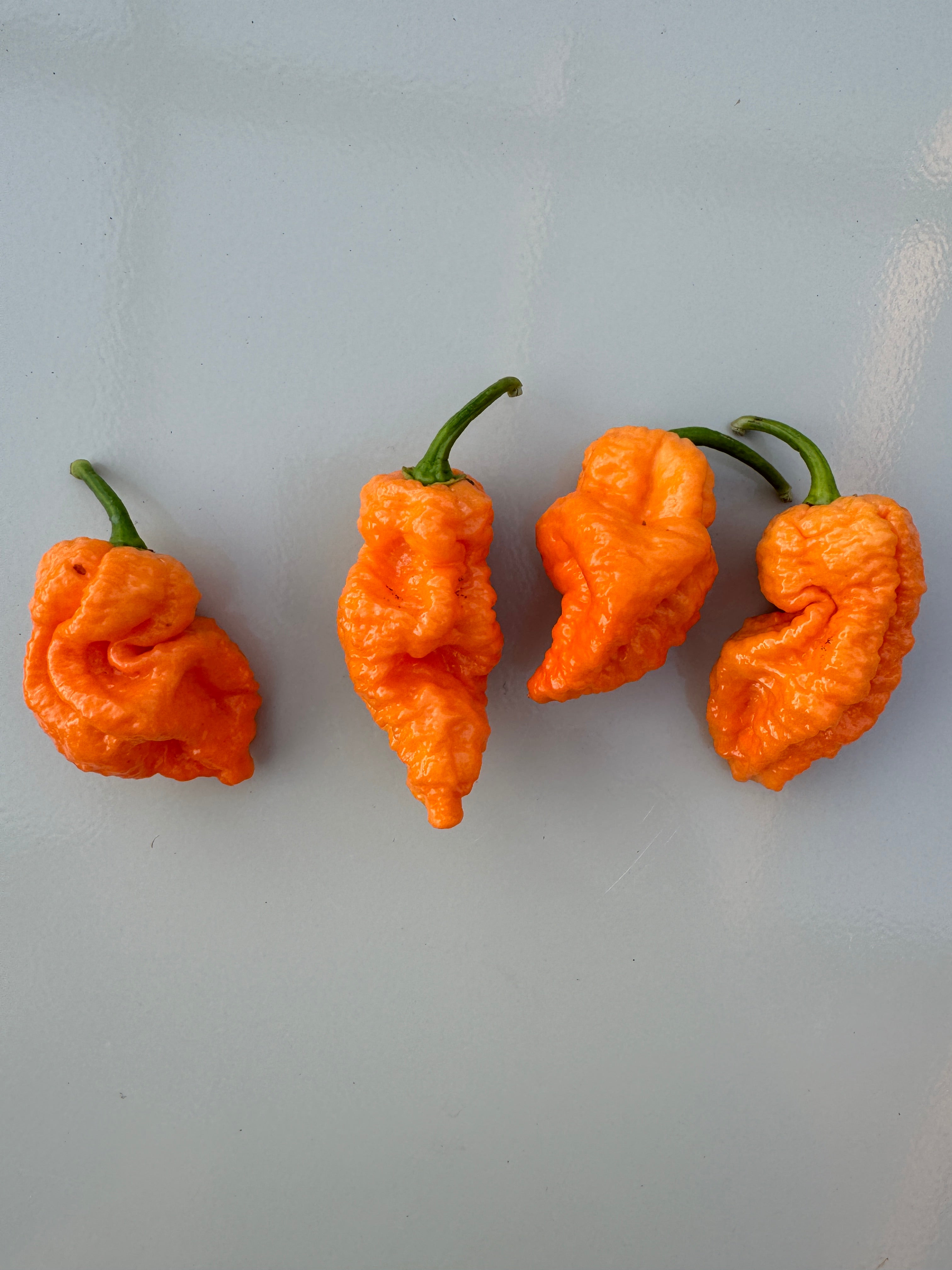 Four orange Jays Peach Ghost Scorpion chillies displayed on a light surface.