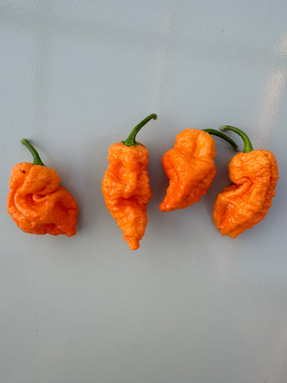 Four orange Jays Peach Ghost Scorpion chillies displayed on a light surface.