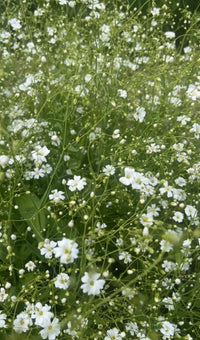 Gypsophila Covent Garden by Bishy Barnabees Cottage Garden features dense clusters of small white annual blooms with delicate green stems and leaves, offering a soft, airy texture—ideal for natural outdoor settings or florists’ bouquets.