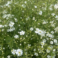 Gypsophila Covent Garden by Bishy Barnabees Cottage Garden features dense clusters of small white annual blooms with delicate green stems and leaves, offering a soft, airy texture—ideal for natural outdoor settings or florists’ bouquets.