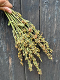 A hand holds Penstemon Dried by Bishy Barnabees Cottage Garden Ltd—sustainable, brownish-green wildflowers with small buds, displayed against a dark, weathered wooden background.