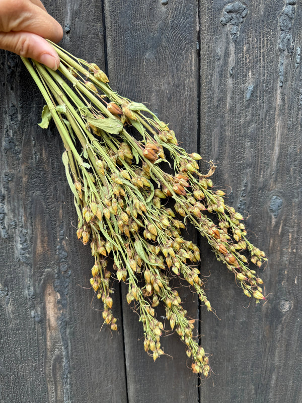 A hand holds Penstemon Dried by Bishy Barnabees Cottage Garden Ltd—sustainable, brownish-green wildflowers with small buds, displayed against a dark, weathered wooden background.