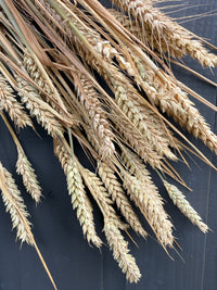 Dried Wheat Bunch | Norfolk Grown | 12 Stems