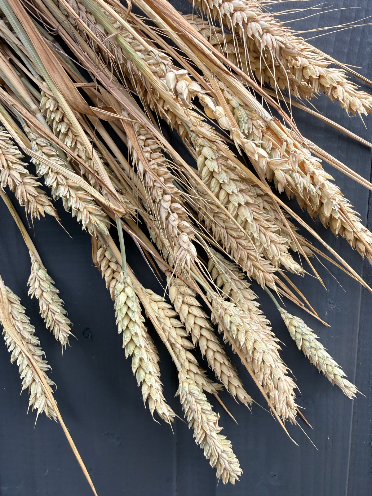 Dried Wheat Bunch | Norfolk Grown | 12 Stems