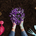 Wearing floral gardening gloves, a person holds a bouquet of vibrant purple flowers over dark soil enriched with Dandy's Topsoil & Landscape Supplies Compost Peat Free Multi Purpose Welsh, with gardening tools and a pink watering can nearby.