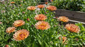 Calendula Bronzed Beauty – peachy-bronze flowers in a garden bed