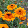 Calendula Crown Orange – bright orange double flowers with dark centres