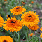 Calendula Crown Orange – bright orange double flowers with dark centres