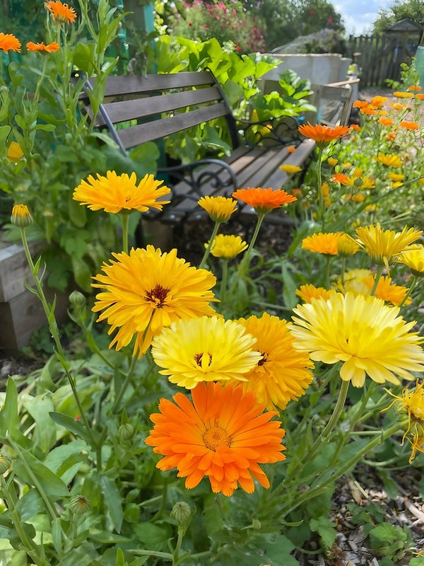 Calendula Art Shades Mixed by Bishy Barnabees Cottage Garden Ltd displays vibrant yellow and orange vintage-toned blooms growing before a wooden bench in a lush garden beneath a partly cloudy sky.