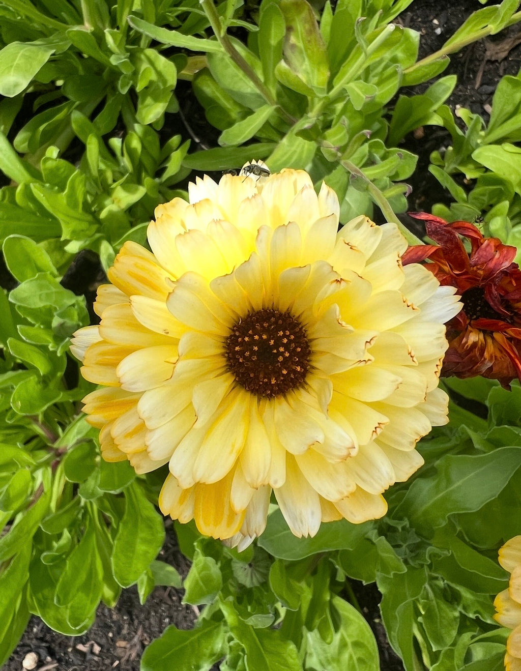 Calendula Snow Princess – creamy-white daisy-like flowers with dark centres among green leaves