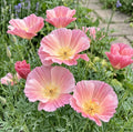 Poppy Californian Thai Rose Chiffon (Eschscholzia californica) – soft pink flowers with cream centres