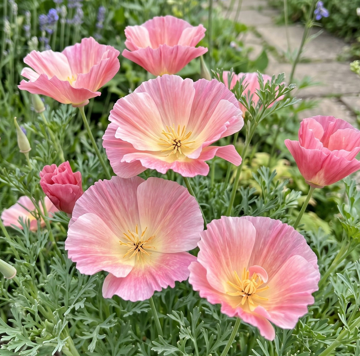 Poppy Californian Thai Rose Chiffon (Eschscholzia californica) – soft pink flowers with cream centres