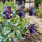 Cerinthe major 'Purpurascens' with blue-green leaves and purple flowers beside a timber-framed cottage