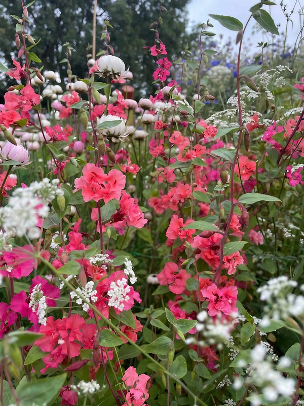 A vibrant garden scene with clusters of pink, coral, and white flowers among green foliage. Hardy annuals such as Clarkia Crown Double Mix from Bishy Barnabees Cottage Garden Ltd add charm and color beneath a cloudy sky.
