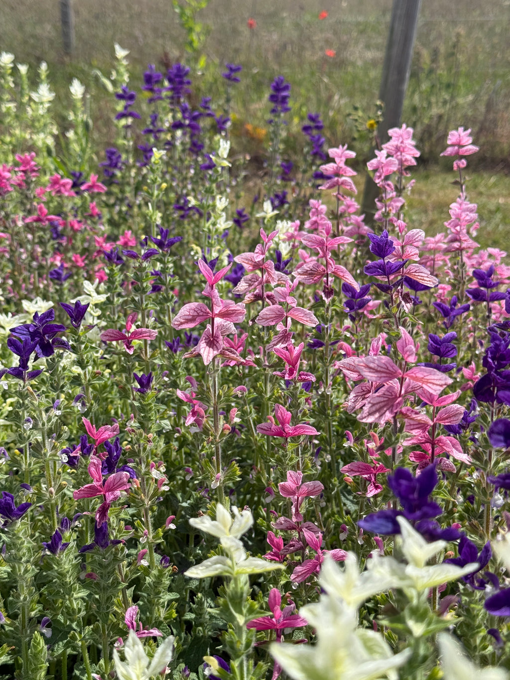 Clary Sage Crown Bouquet Mixed (Salvia viridis) – purple, pink and white bracts in a field