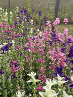 Clary Sage Crown Bouquet Mixed (Salvia viridis) – purple, pink and white bracts in a field