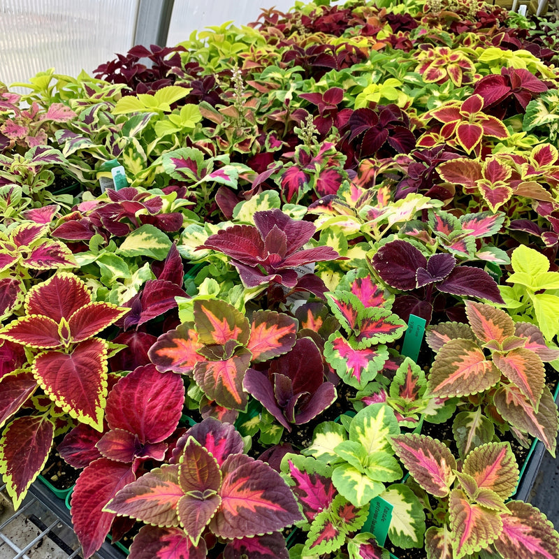 Coleus Improved Rainbow Mix