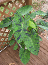 Colocasia Mojito