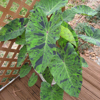 Colocasia 'Mojito' Elephant Ear