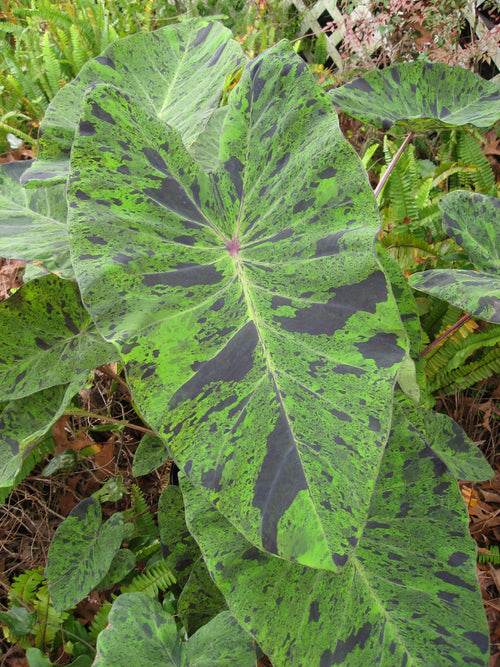 Colocasia Mojito
