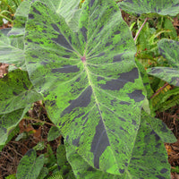 Colocasia 'Mojito' Elephant Ear