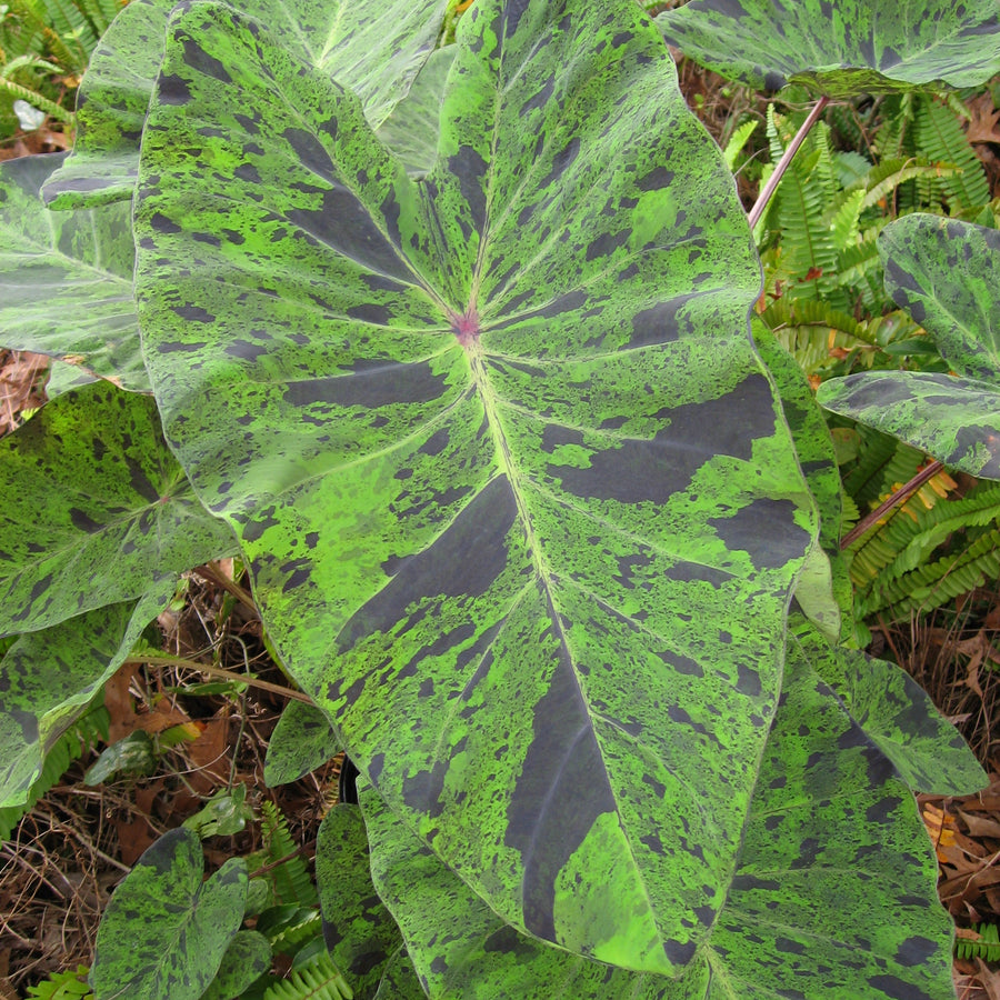 Colocasia 'Mojito' Elephant Ear