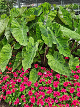 Colocasia Mojito