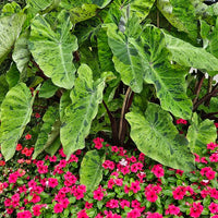 Colocasia 'Mojito' Elephant Ear