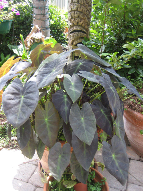 Colocasia 'Black Beauty'
