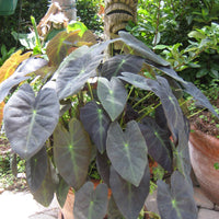 Colocasia Antiquorum 'Black Beauty'