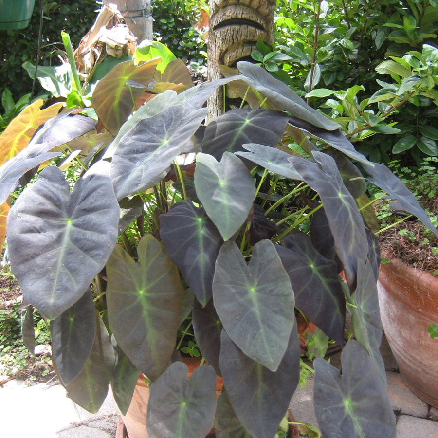 Colocasia Antiquorum 'Black Beauty'