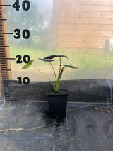 Colocasia 'Black Beauty'