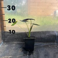 Colocasia Antiquorum 'Black Beauty'