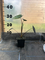 Colocasia Black Magic