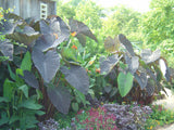 Colocasia Black Magic