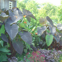 Colocasia Black Magic