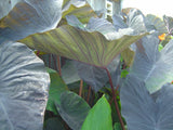 Colocasia Black Magic