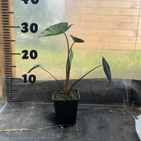 Colocasia Black Magic