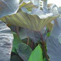 Colocasia Black Magic